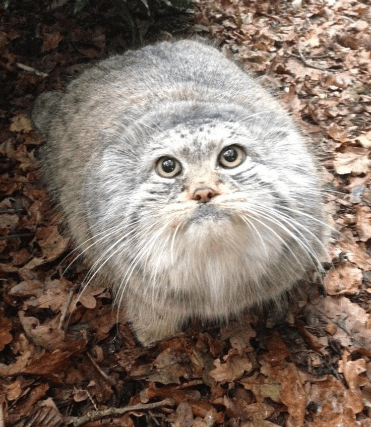 A photograph of a Pallas's cat