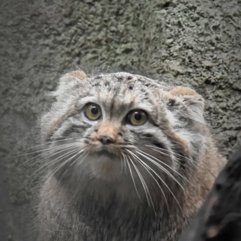 A photograph of Lucy in Budapest Zoo & Botanical Garden