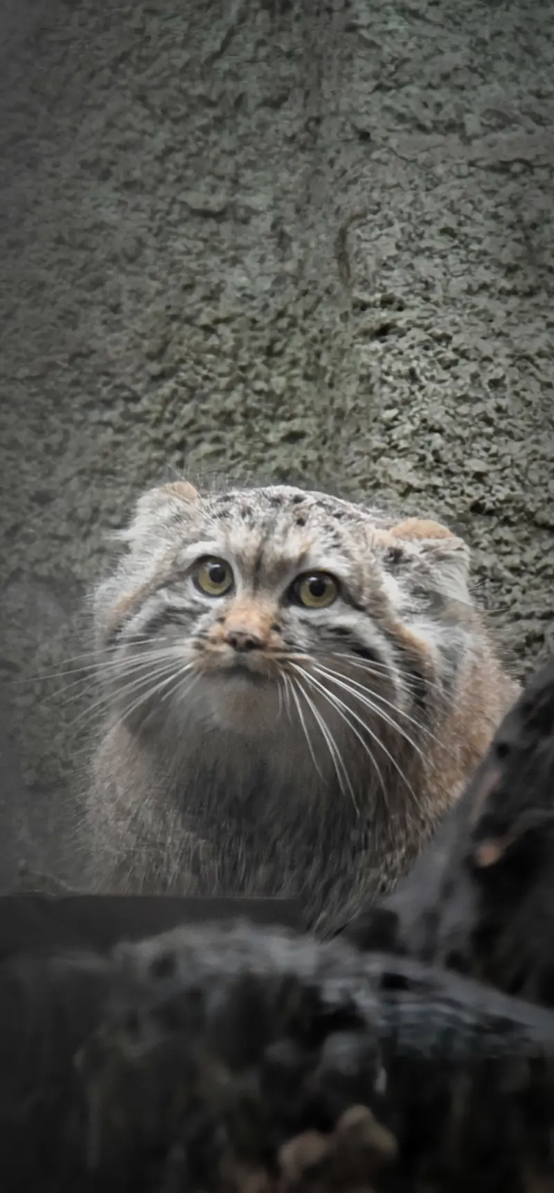 A photograph of Lucy in Budapest Zoo & Botanical Garden