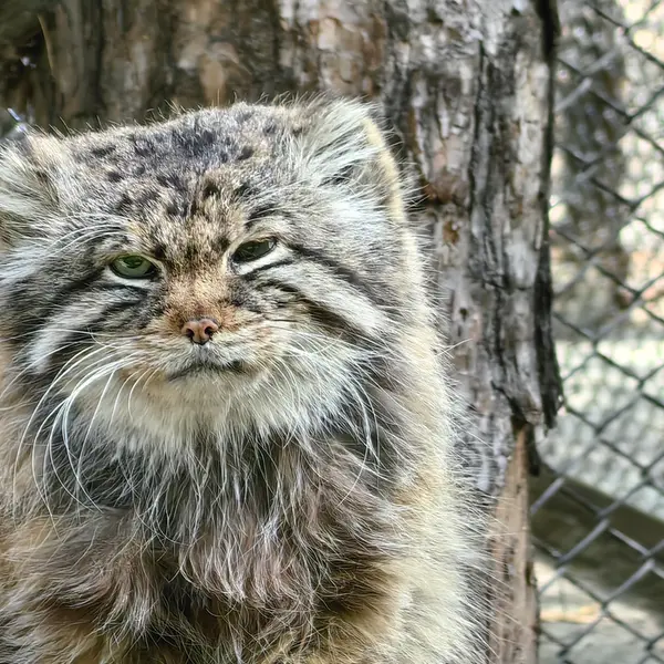 A photograph of Zelenogorsk in Novosibirsk Zoo