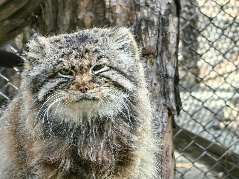 A photograph of Zelenogorsk in Novosibirsk Zoo