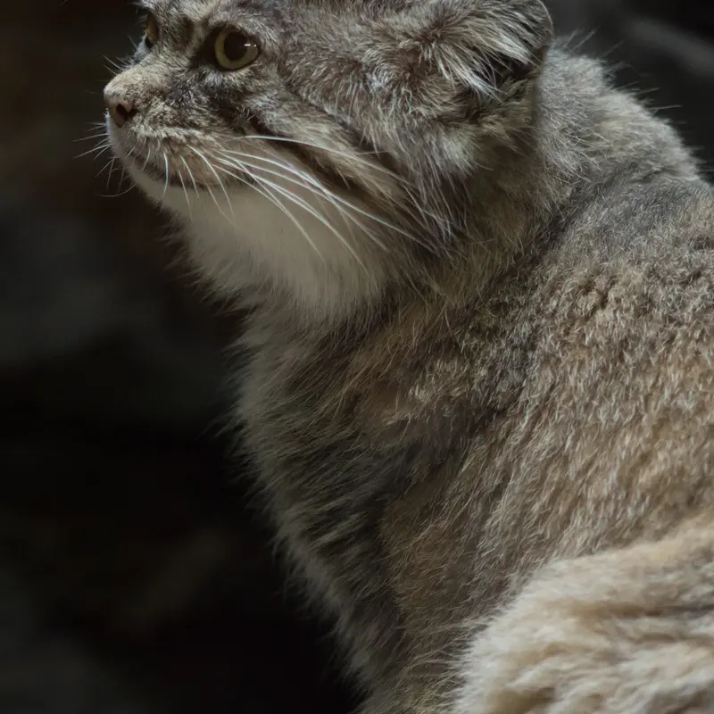 A photograph of Primula in Ueno Zoological Gardens