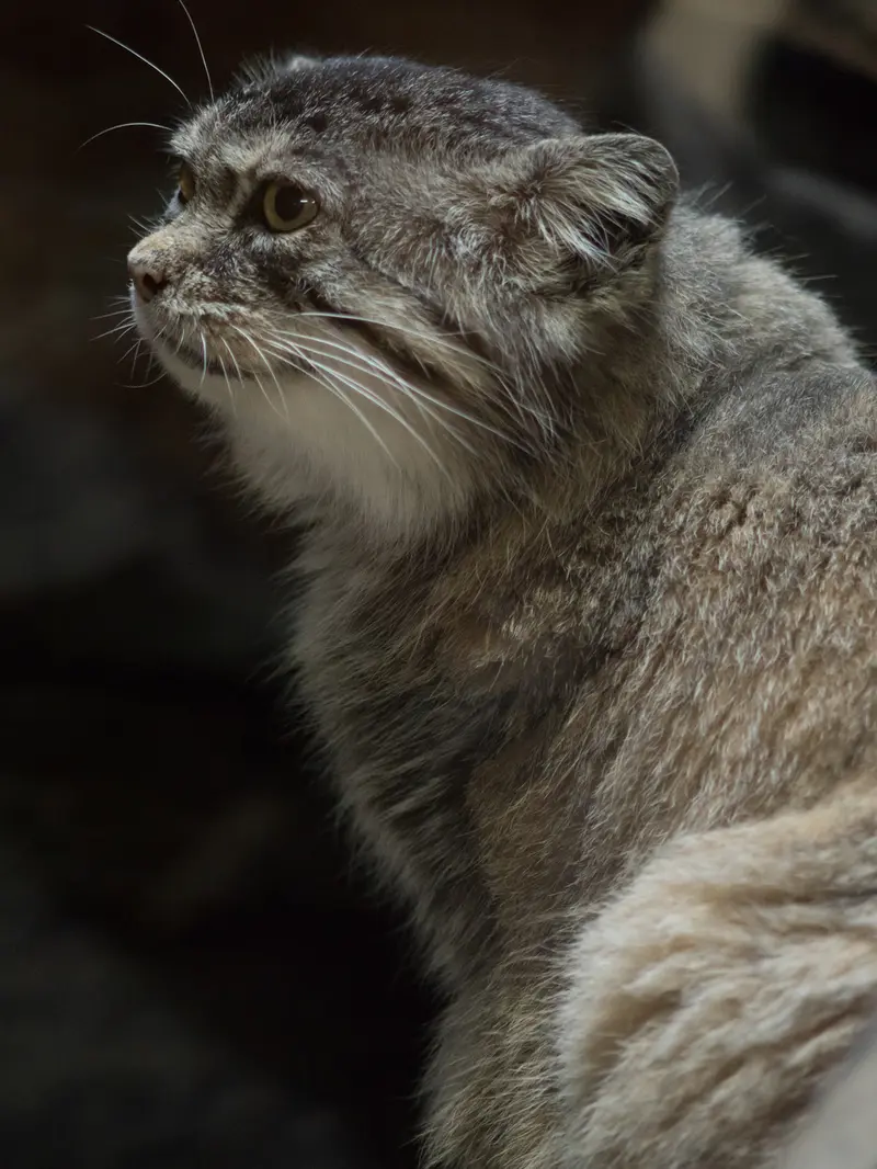 A photograph of Primula in Ueno Zoological Gardens