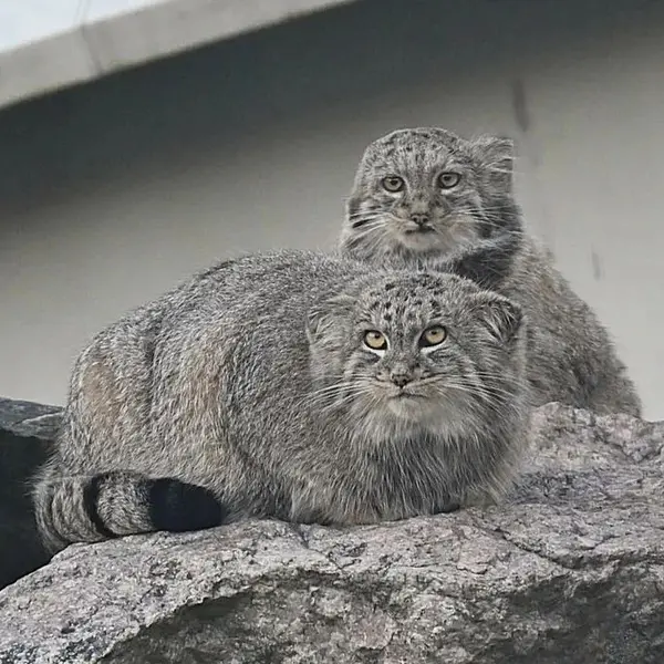A photograph of Sten and Saimi in Korkeasaari Zoo