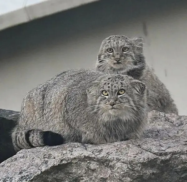A photograph of Sten and Saimi in Korkeasaari Zoo