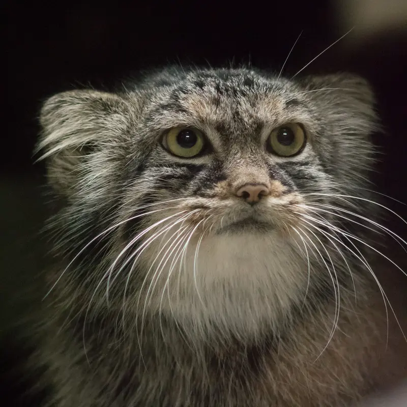 A photograph of Shafran in Ueno Zoological Gardens