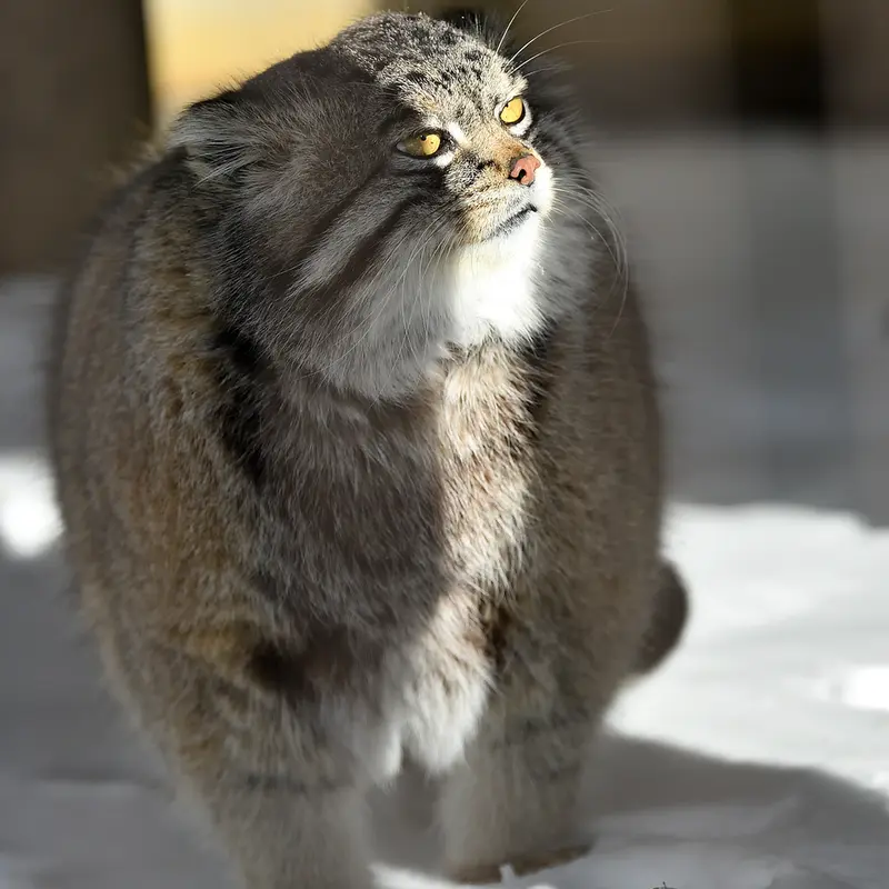 A photograph of Grusha in Asahiyama Zoo