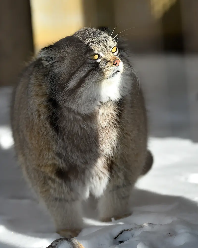 A photograph of Grusha in Asahiyama Zoo