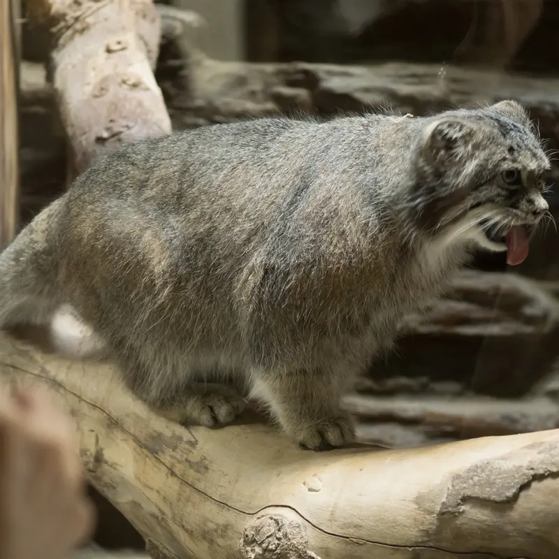 A photograph of Klyon in Ueno Zoological Gardens