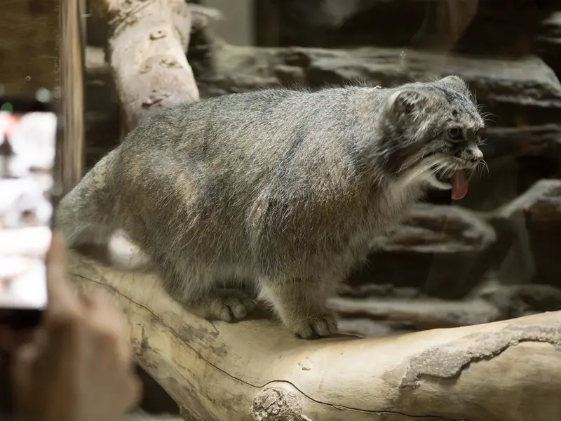 A photograph of Klyon in Ueno Zoological Gardens