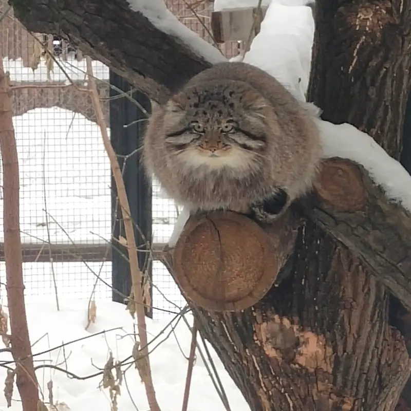 A photograph of Grey in Novosibirsk Zoo
