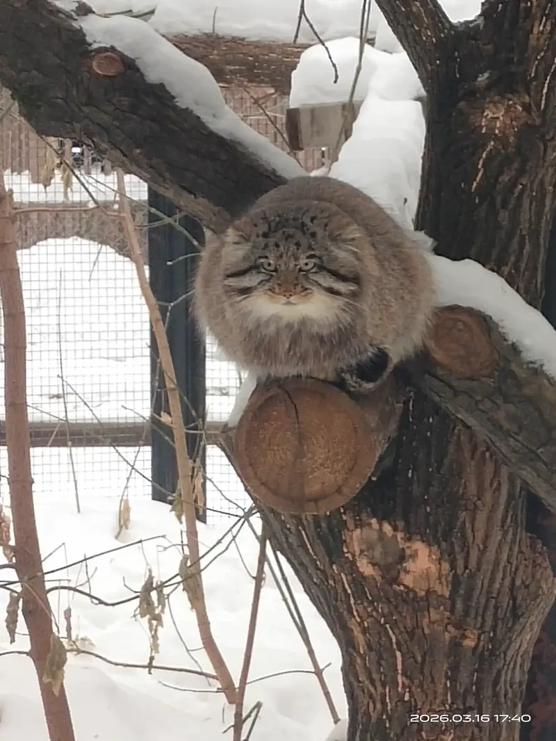 A photograph of Grey in Novosibirsk Zoo