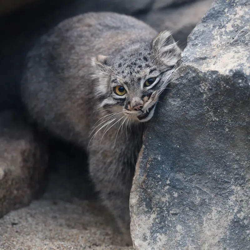 A photograph of Mei in Kobe Animal Kingdom