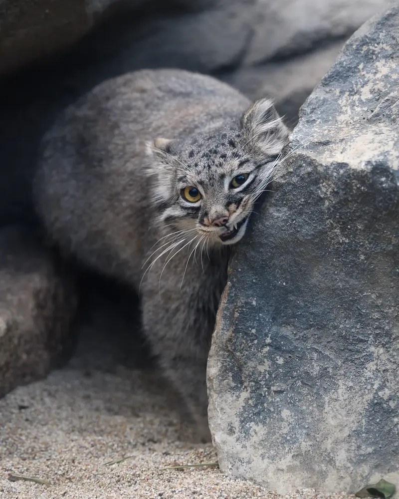 A photograph of Mei in Kobe Animal Kingdom