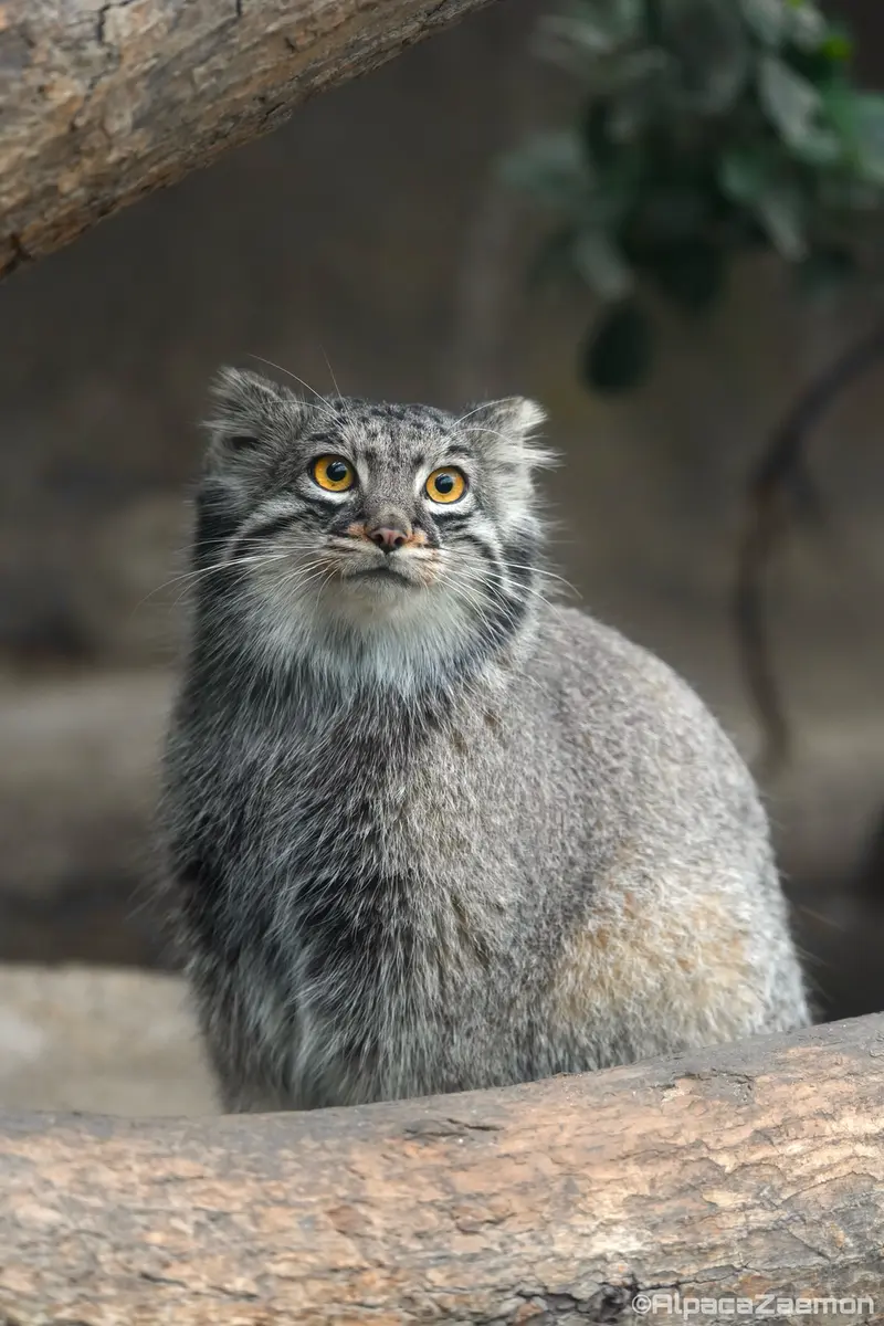 A photograph of Mei in Kobe Animal Kingdom