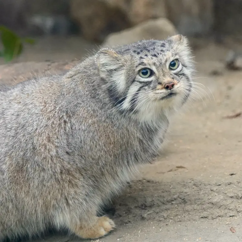 A photograph of Az in Kobe Animal Kingdom