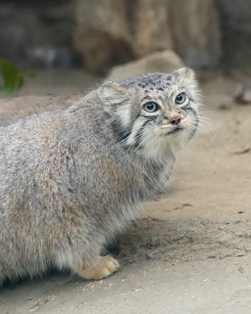 A photograph of Az in Kobe Animal Kingdom