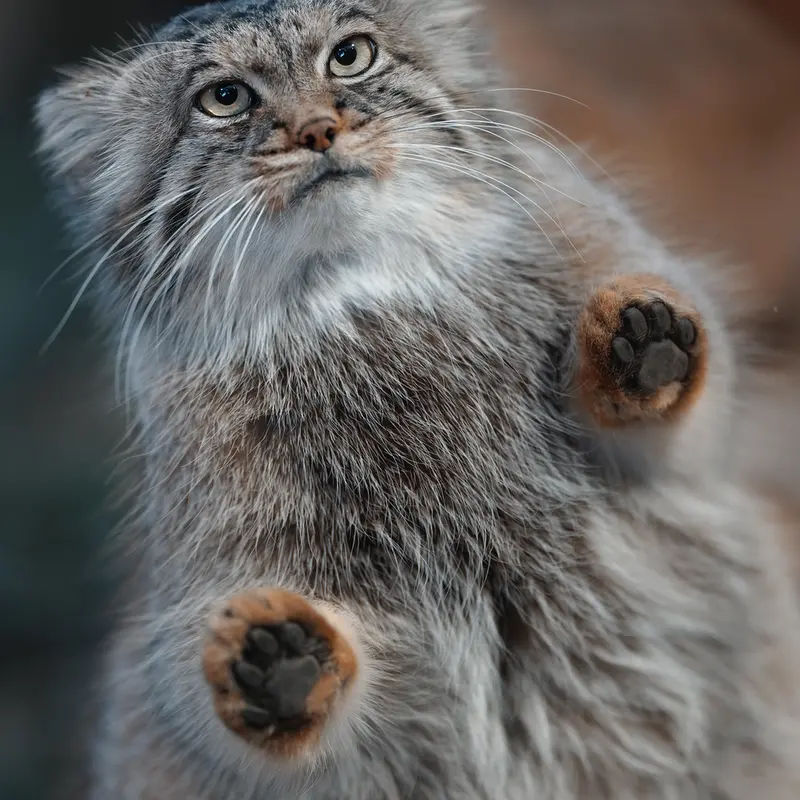 A photograph of Polly in Nasu Animal Kingdom