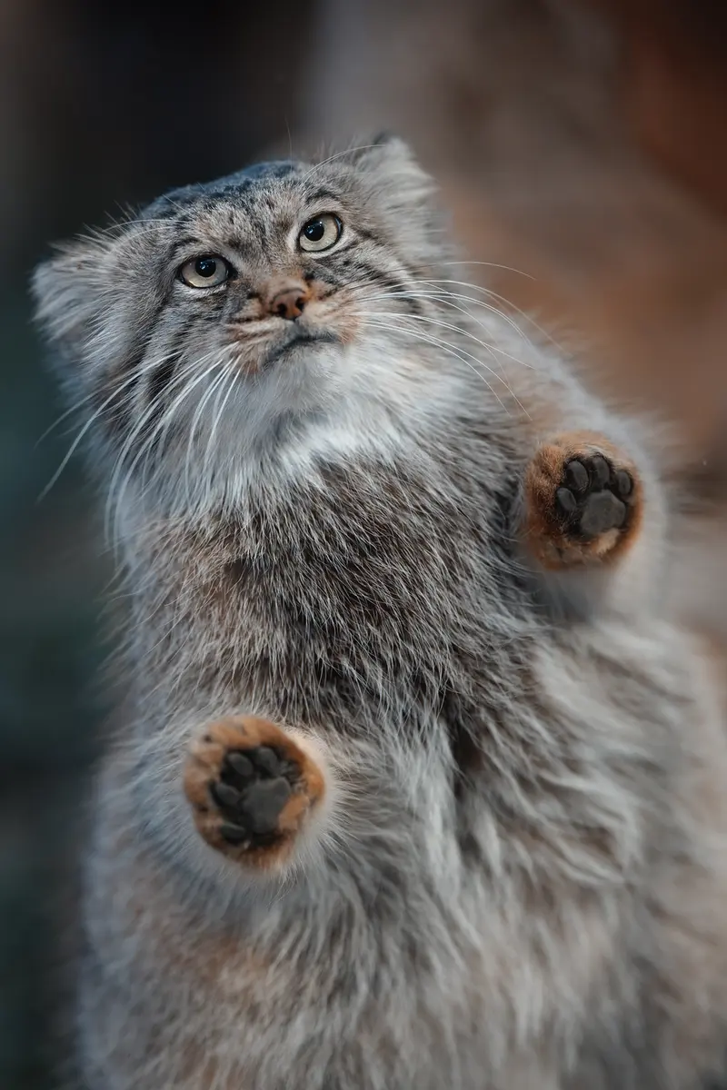 A photograph of Polly in Nasu Animal Kingdom