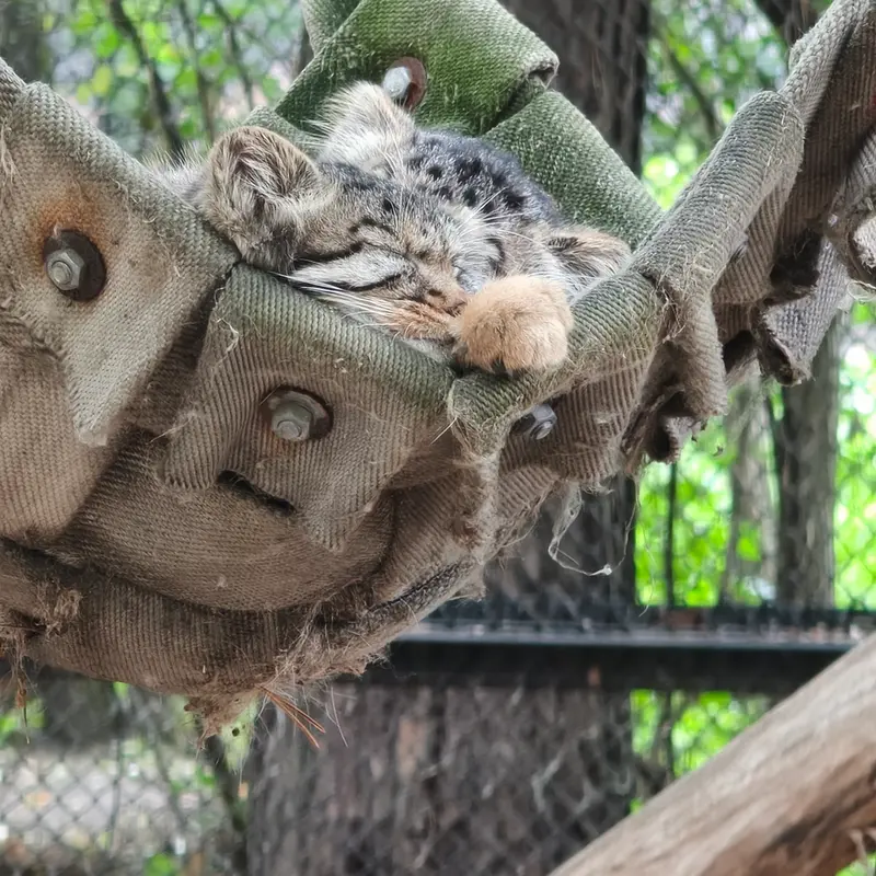 A photograph of a Pallas's cat in Novosibirsk Zoo