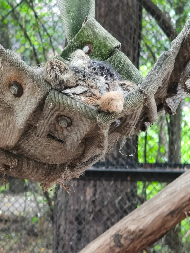 A photograph of a Pallas's cat in Novosibirsk Zoo
