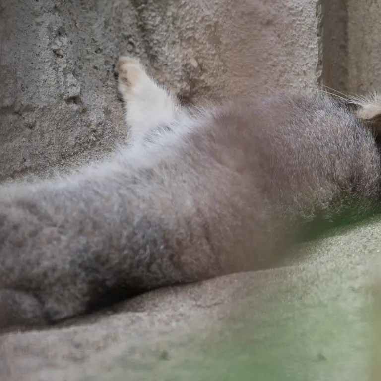 A photograph of Figa in Nogeyama Zoo