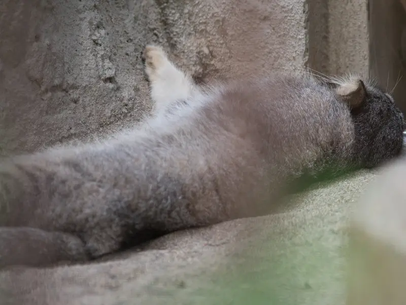 A photograph of Figa in Nogeyama Zoo