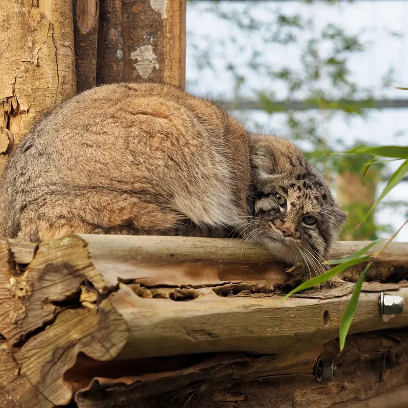 A photograph of Dima in Grasleben Zoo