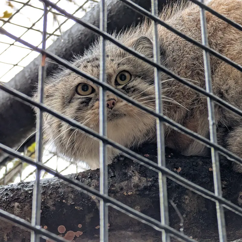 A photograph of Brie in Oglebay Good Zoo