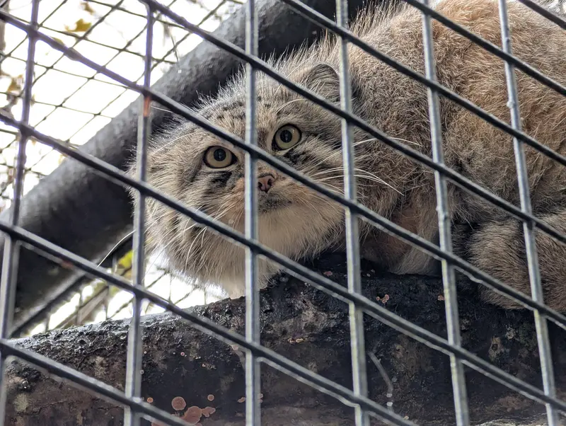 A photograph of Brie in Oglebay Good Zoo