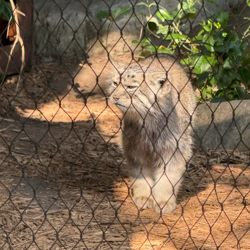 A photograph of Batu in Prospect Park Zoo