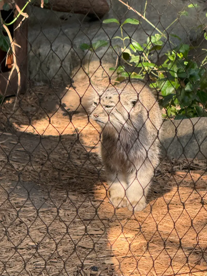 A photograph of Batu in Prospect Park Zoo