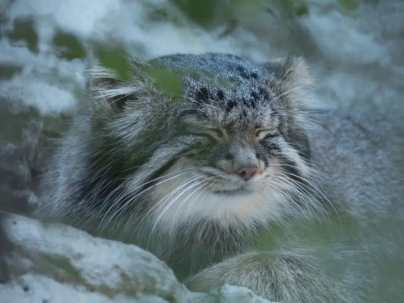 A photograph of Figa in Nogeyama Zoo