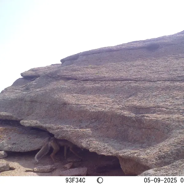 A photograph of Red fox from Bektauata 1 camera trap