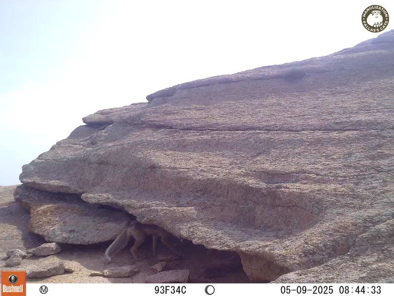 A photograph of Red fox from Bektauata 1 camera trap