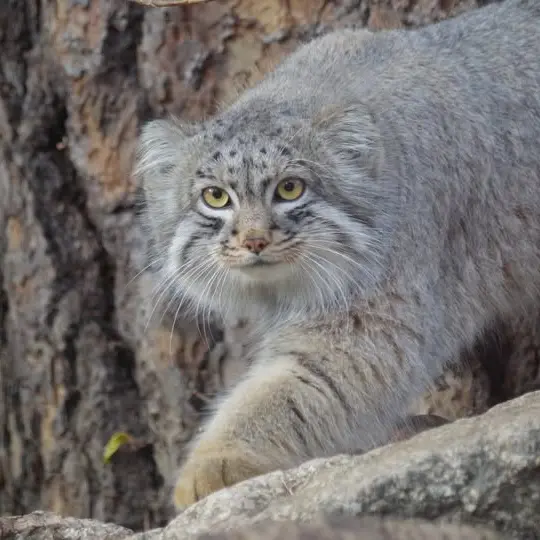 A photograph of Tate in Cheyenne Mountain Zoo