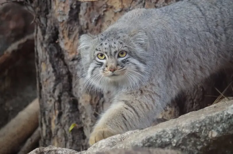 A photograph of Tate in Cheyenne Mountain Zoo