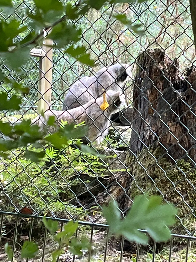A photograph of Fay and Batu in Opel Zoo