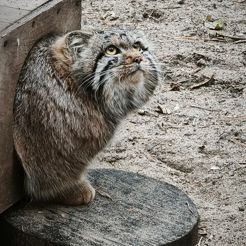 A photograph of Son of Snezhana b.2026 Ⅰ in Novosibirsk Zoo