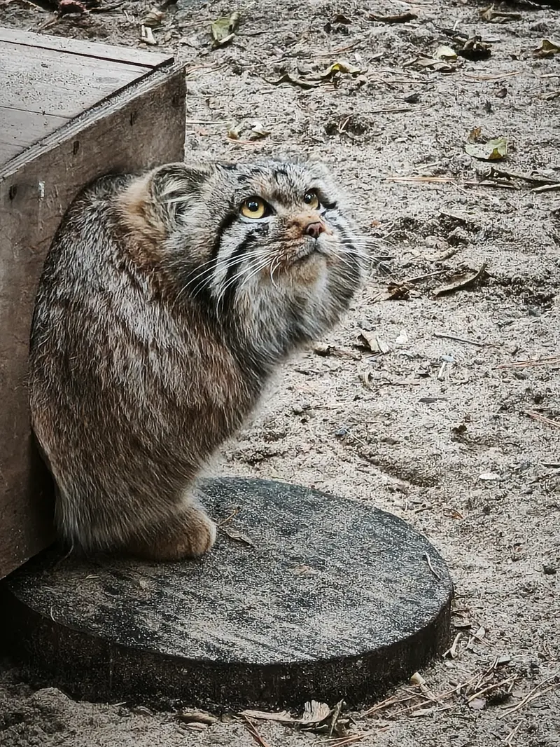 A photograph of Son of Snezhana b.2026 Ⅰ in Novosibirsk Zoo
