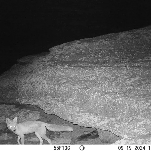A photograph of Red fox from Bektauata 1 camera trap