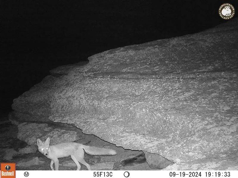 A photograph of Red fox from Bektauata 1 camera trap