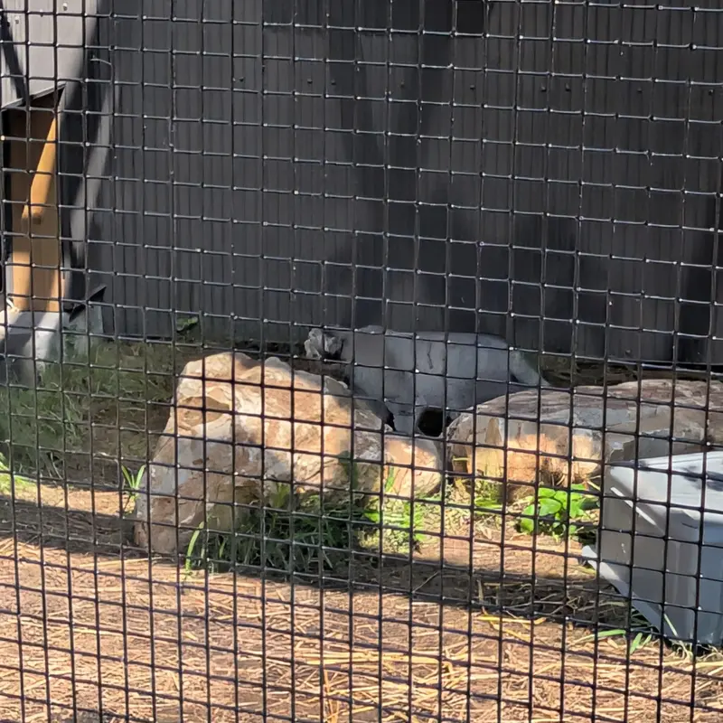 A photograph of a Pallas's cat in Elmwood Park Zoo