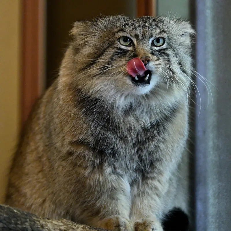 A photograph of Lotos in Saitama Children's Zoo