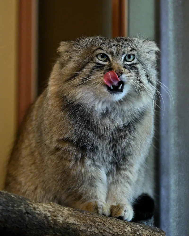 A photograph of Lotos in Saitama Children's Zoo