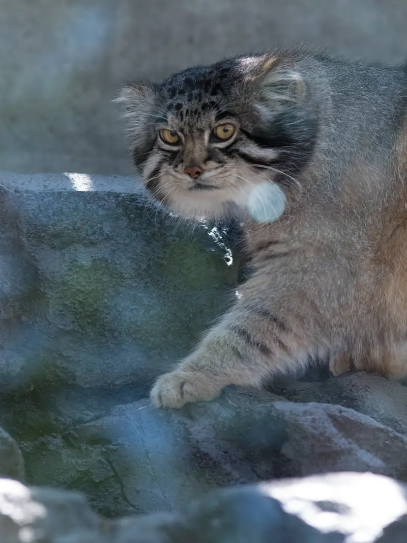A photograph of Grusha in Asahiyama Zoo