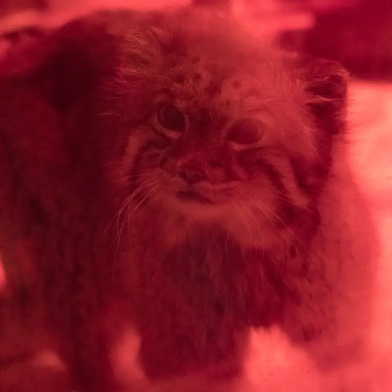 A photograph of Naim in Ueno Zoological Gardens