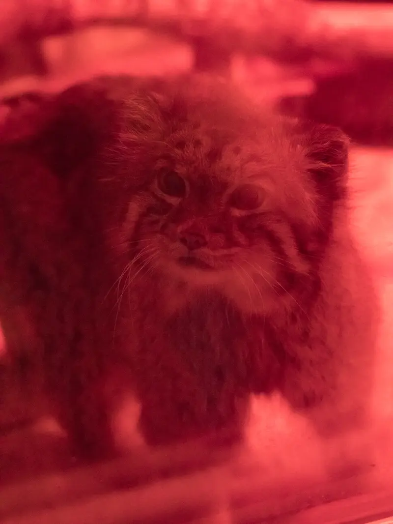 A photograph of Naim in Ueno Zoological Gardens
