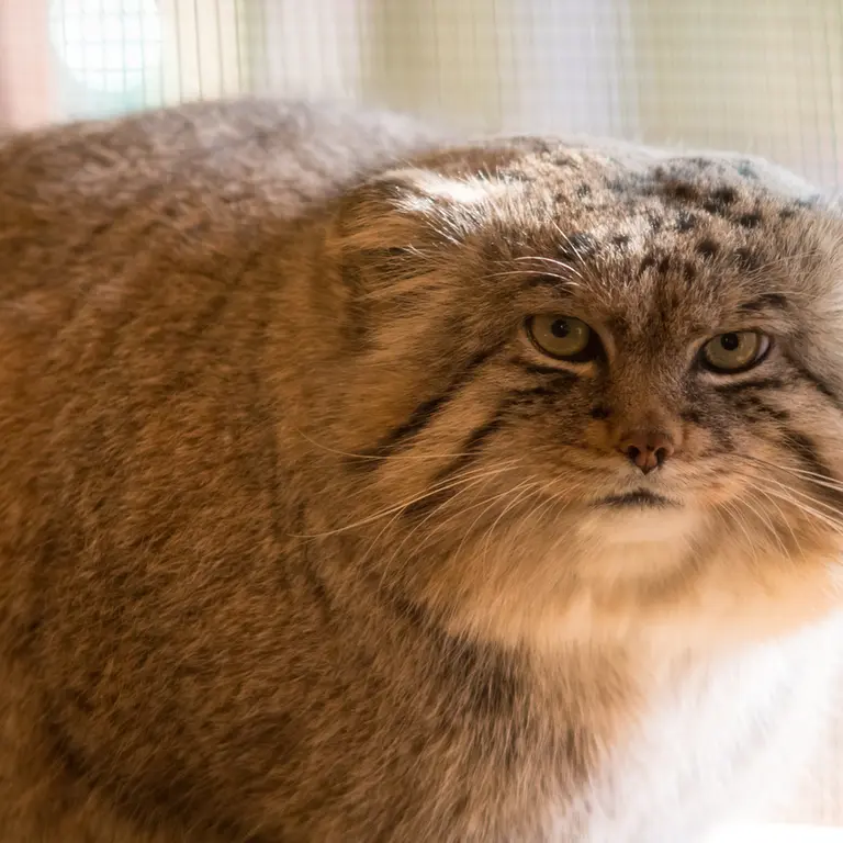 A photograph of Lotos in Saitama Children's Zoo