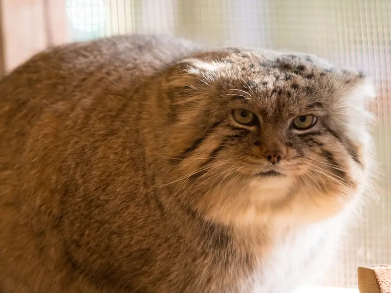 A photograph of Lotos in Saitama Children's Zoo